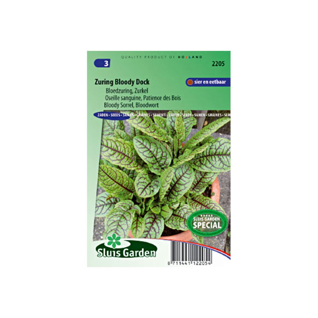Ampfer Patience Des Bois - Rumex sanguineus