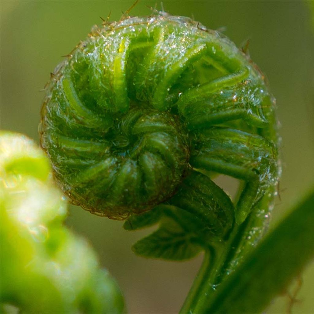 Osmunda japonica - Fougère - Osmonde du Japon
