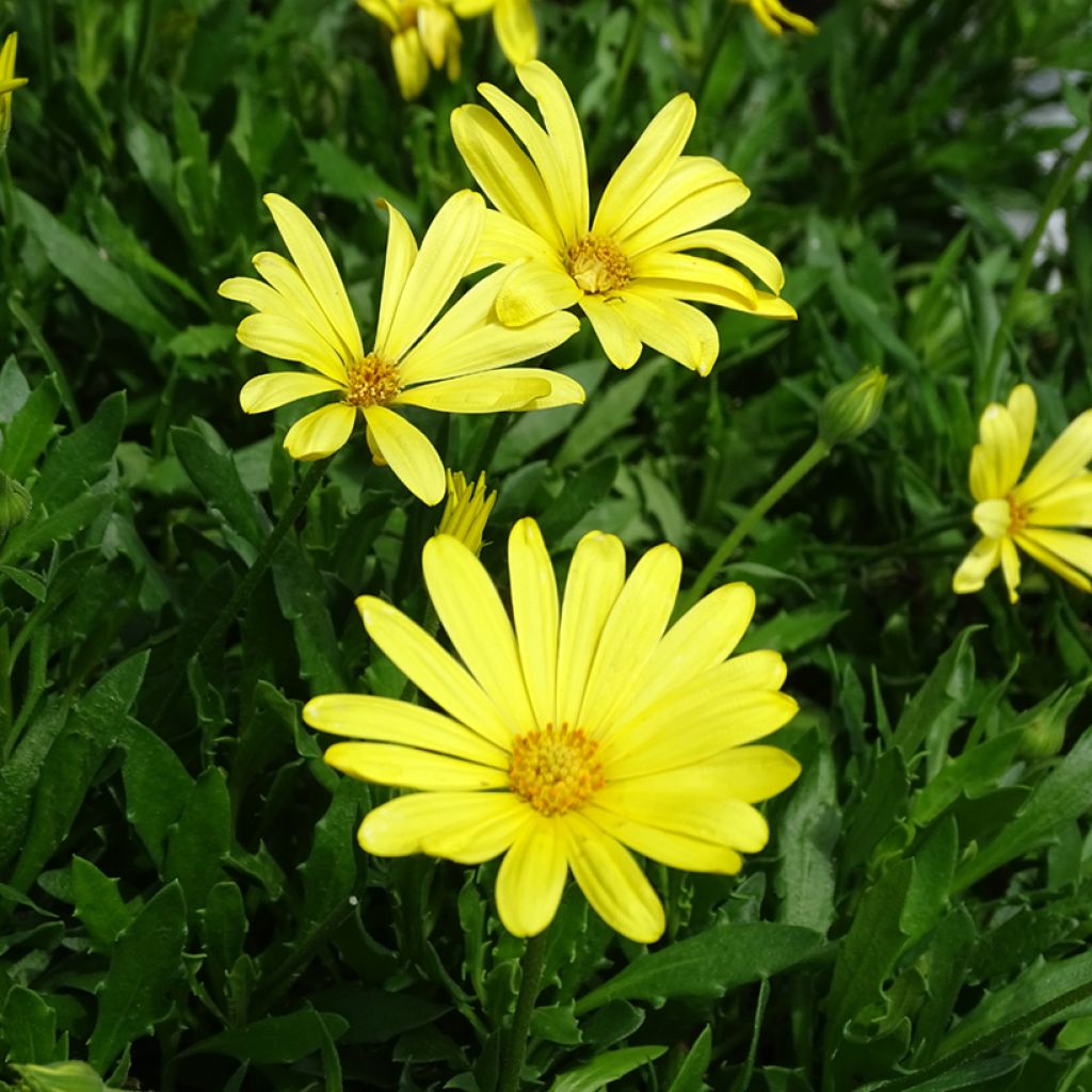 Kapmargerite Voltage Yellow - Osteospermum