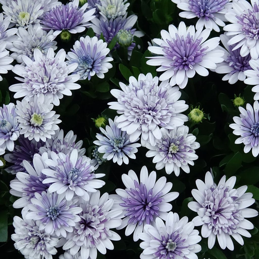 Kapmargerite  3D Steel Blue - Osteospermum