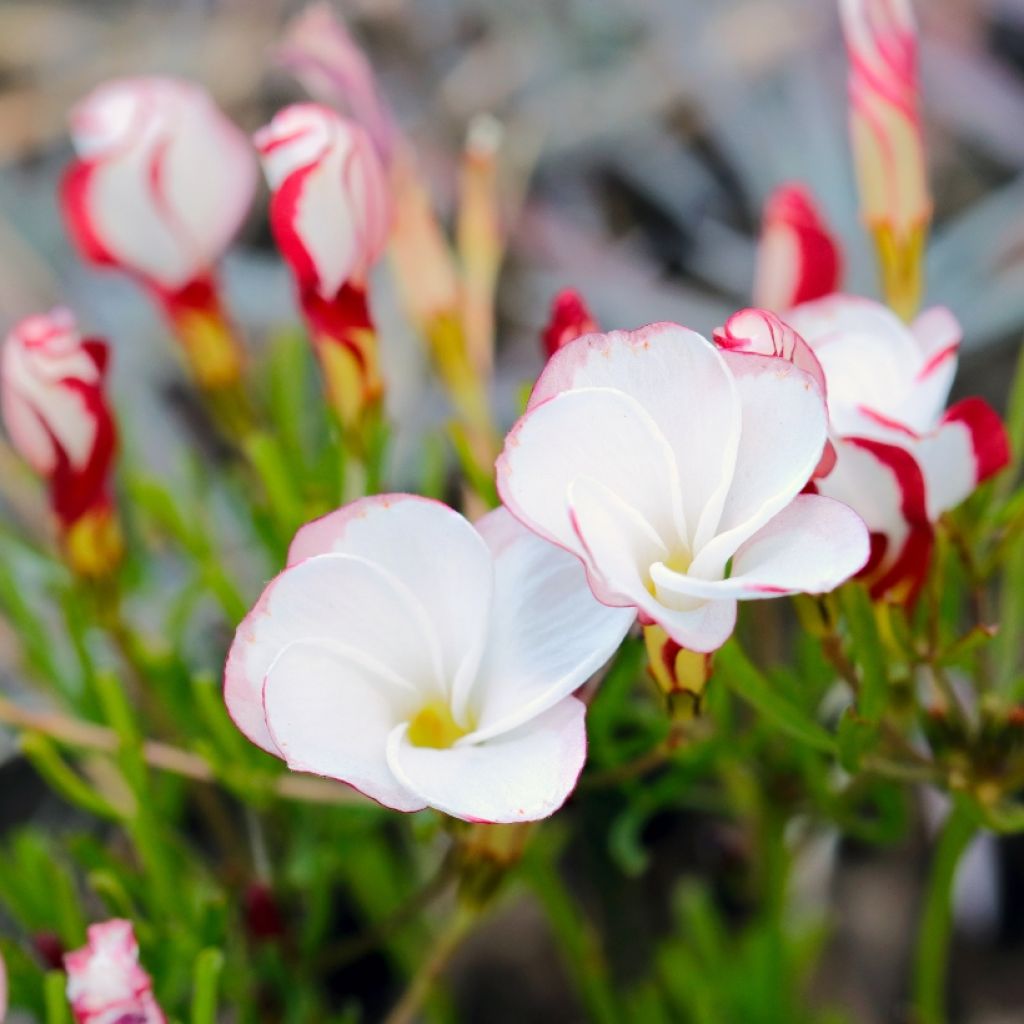 Zweifarbiger Sauerklee - Oxalis versicolor