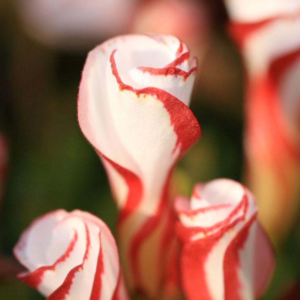 Zweifarbiger Sauerklee - Oxalis versicolor