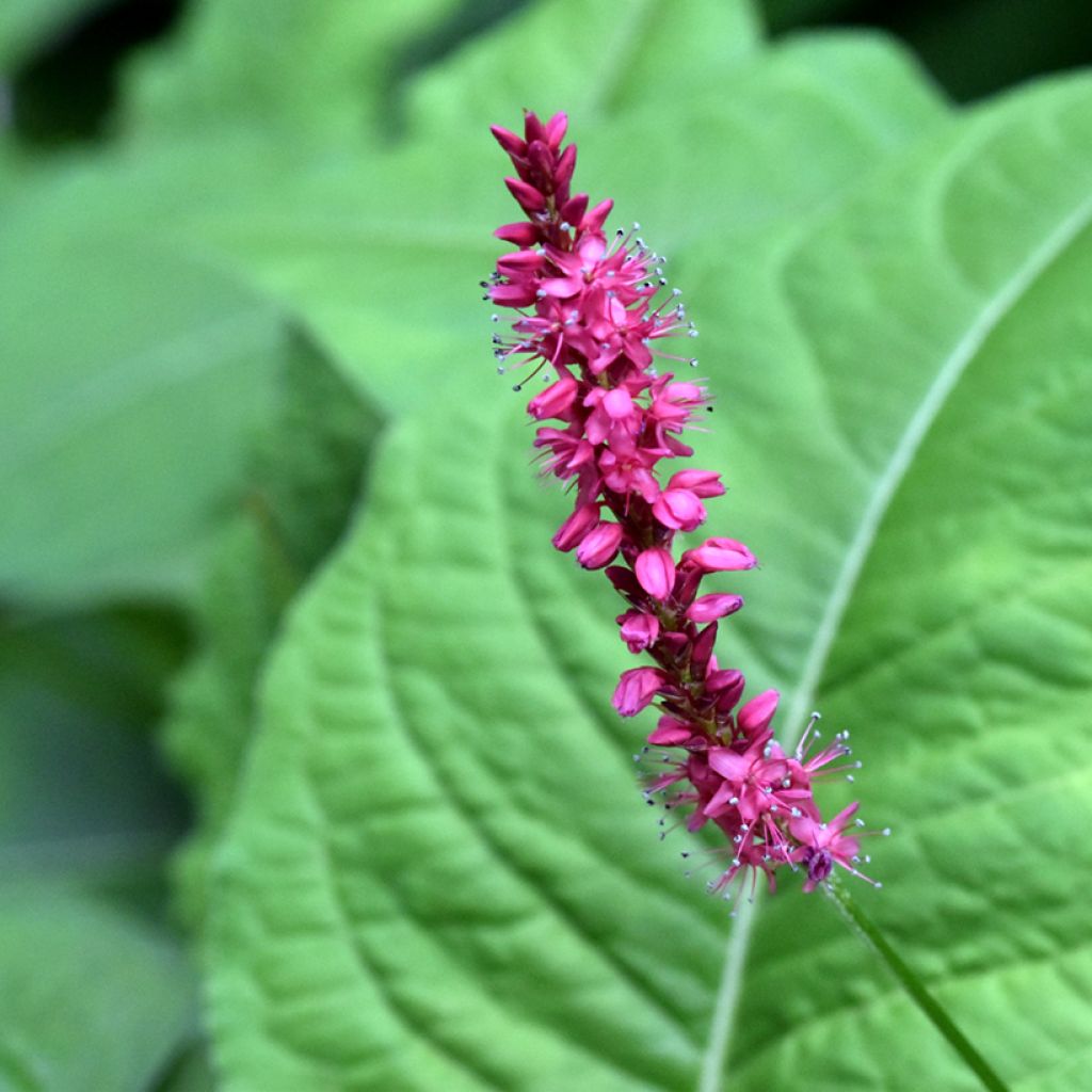 Kerzenknöterich Amethyst - Bistorta amplexicaulis