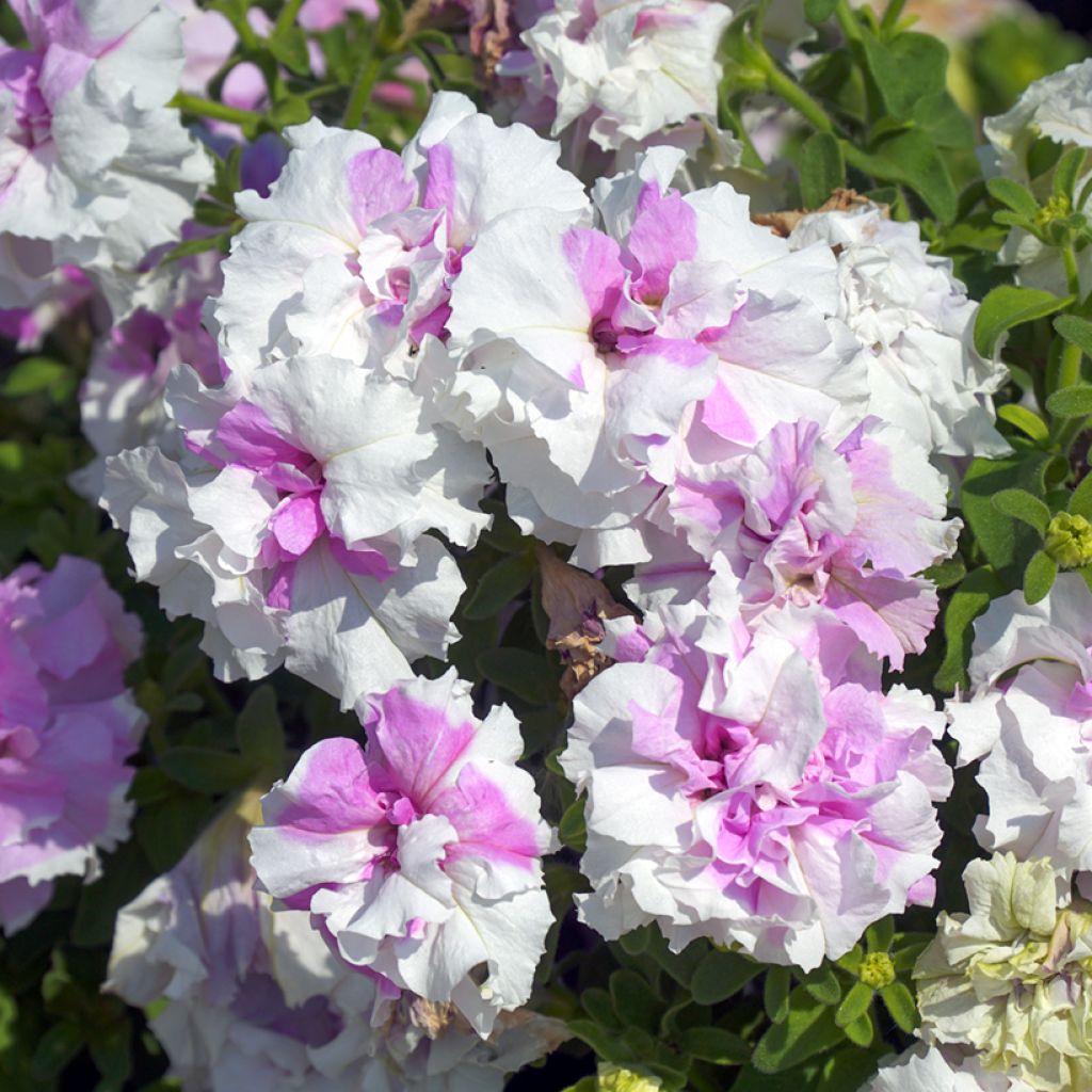 Petunia Cascade Pink Orchid Mist (Samen)