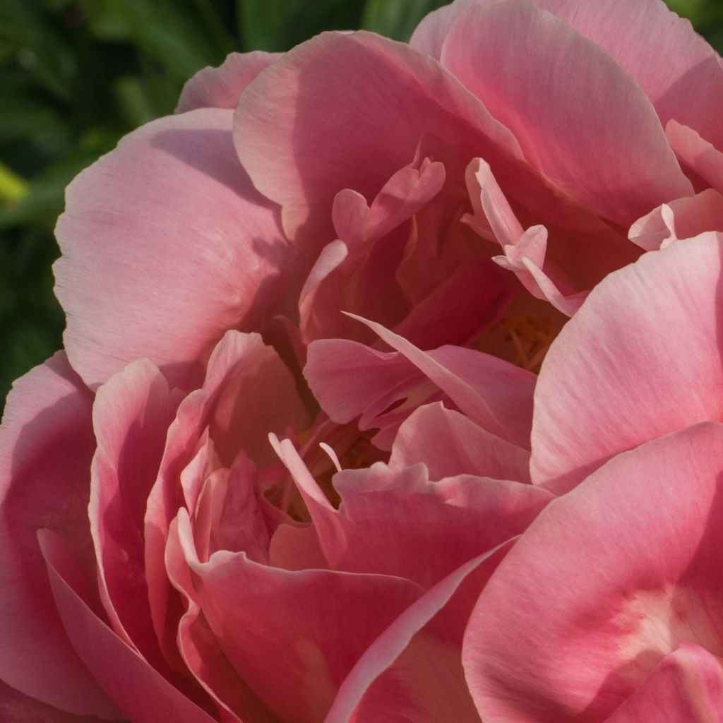 Paeonia lactiflora Pink Hawaiian Coral - Edel-Pfingstrosen