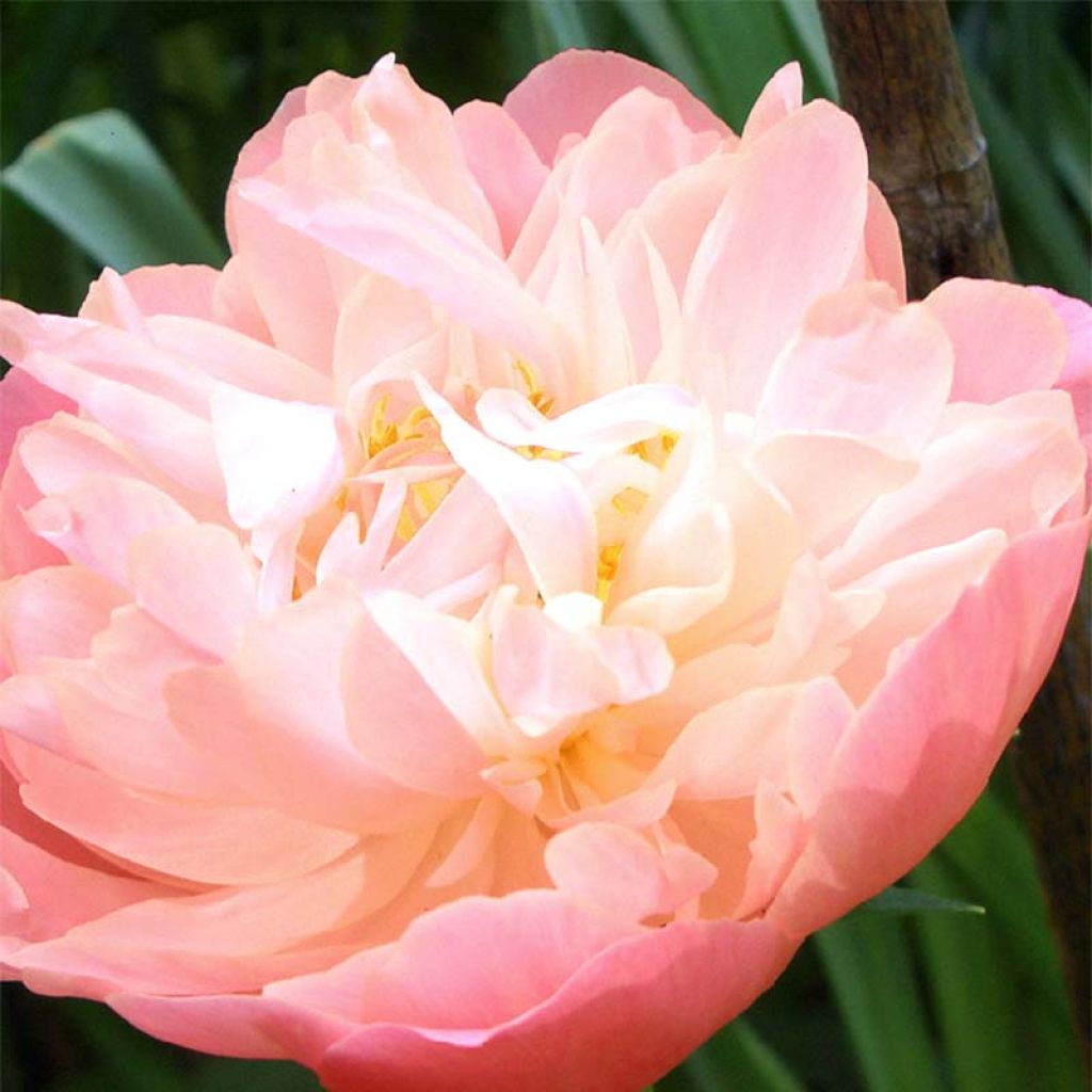 Paeonia lactiflora Pink Hawaiian Coral - Edel-Pfingstrosen