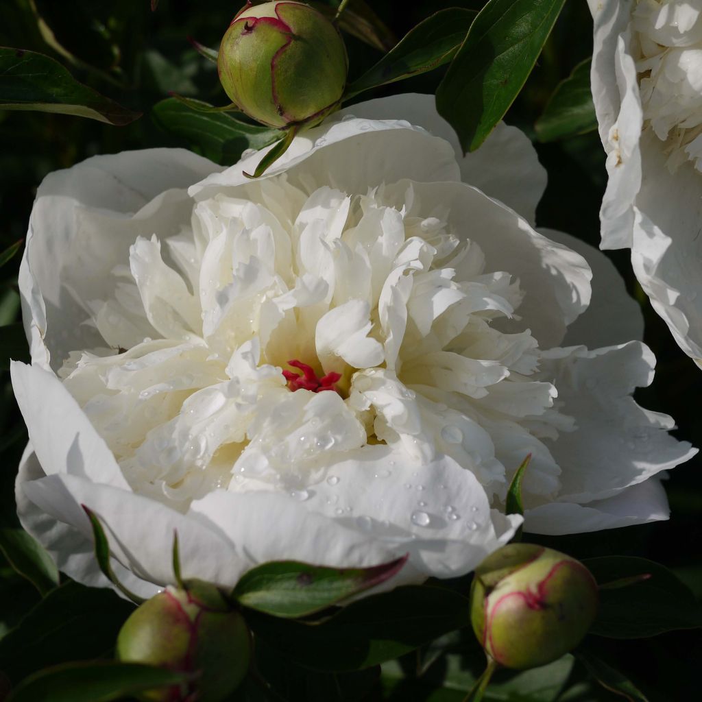 Pivoine lactiflora Primevère