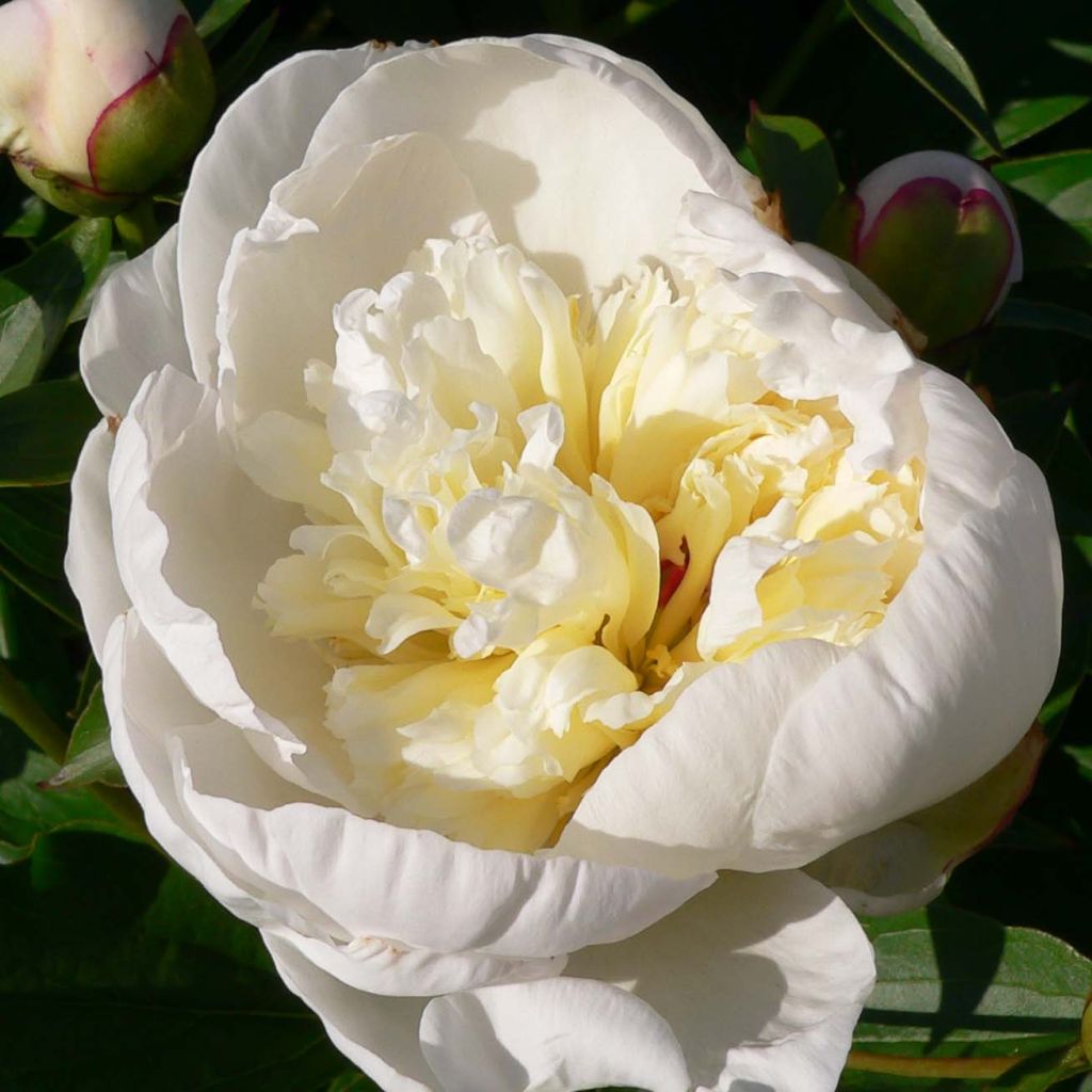 Pivoine lactiflora Primevère