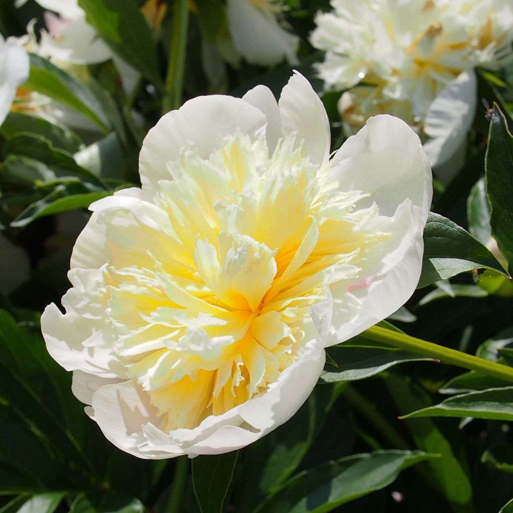 Pivoine lactiflora Primevère