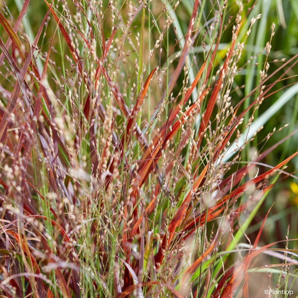 Panicum virgatum Hot Rod - Ruten-Hirse