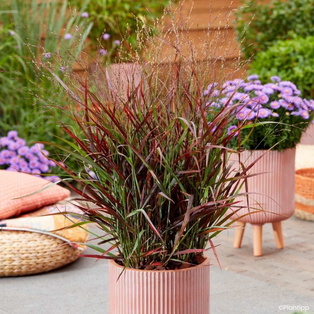 Panicum virgatum Hot Rod - Ruten-Hirse