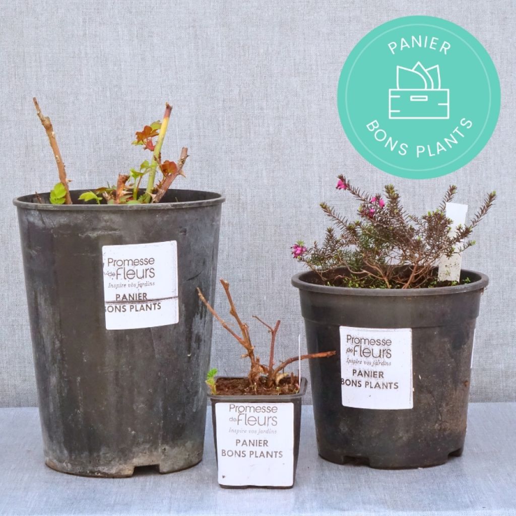Angebot Bons Plants