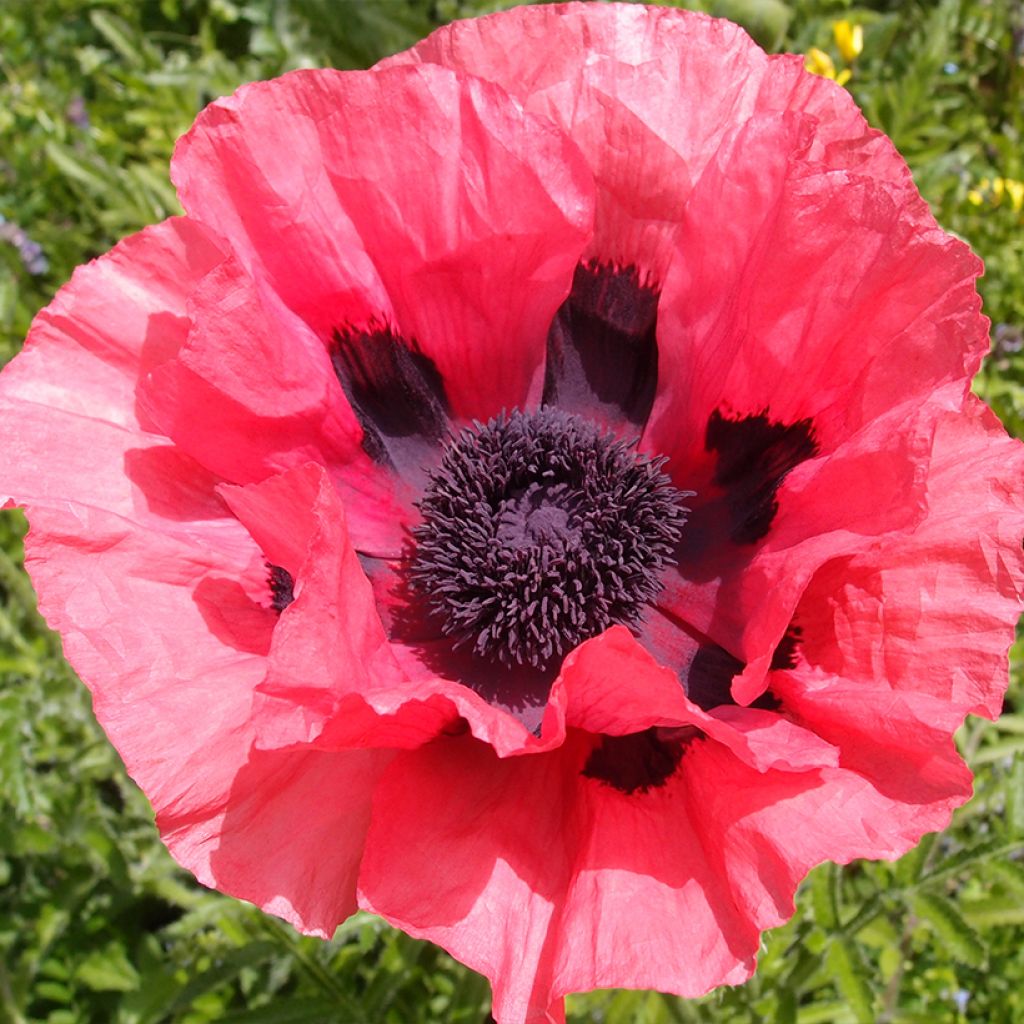 Orientalischer Mohn Rasberry Brulee (Samen) - Papaver orientale