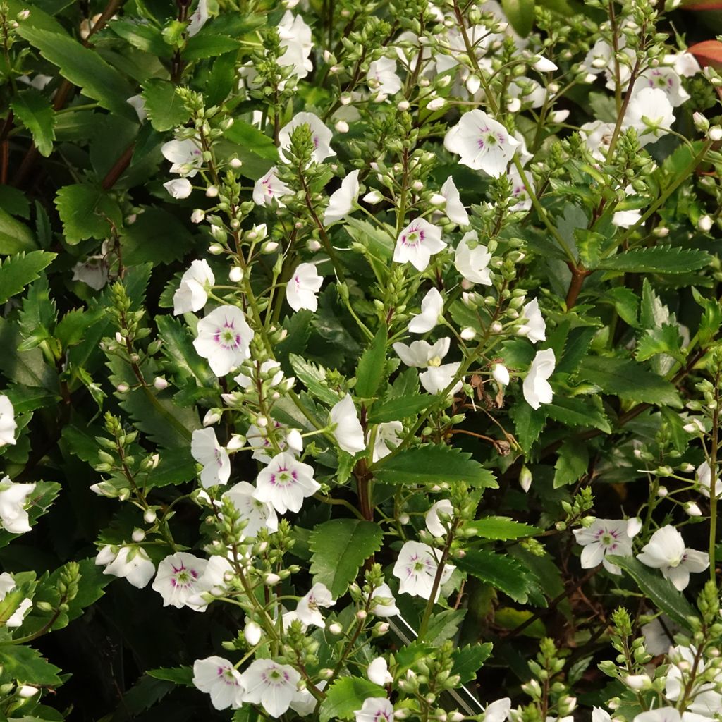 Parahebe catarractae Avalanche - Parahebe