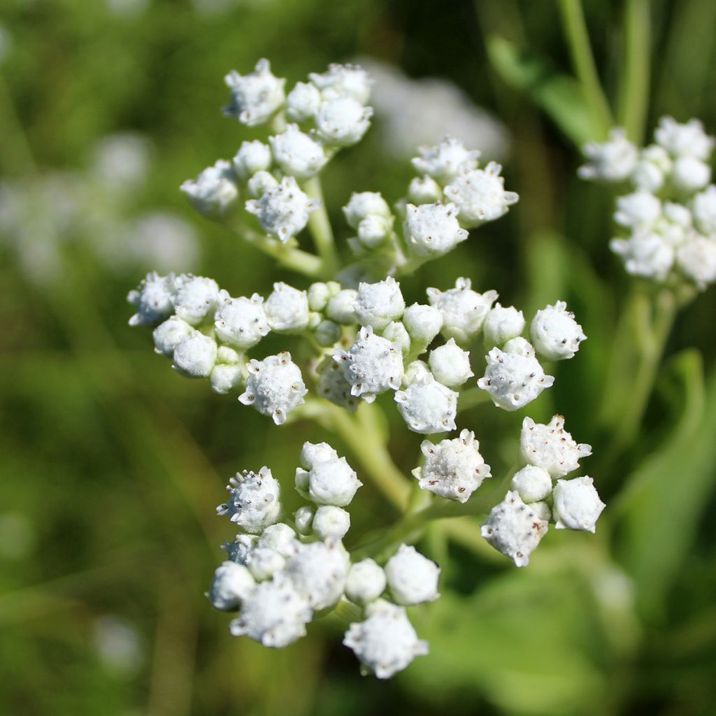 Prärie-Ampfer - Parthenium integrifolium