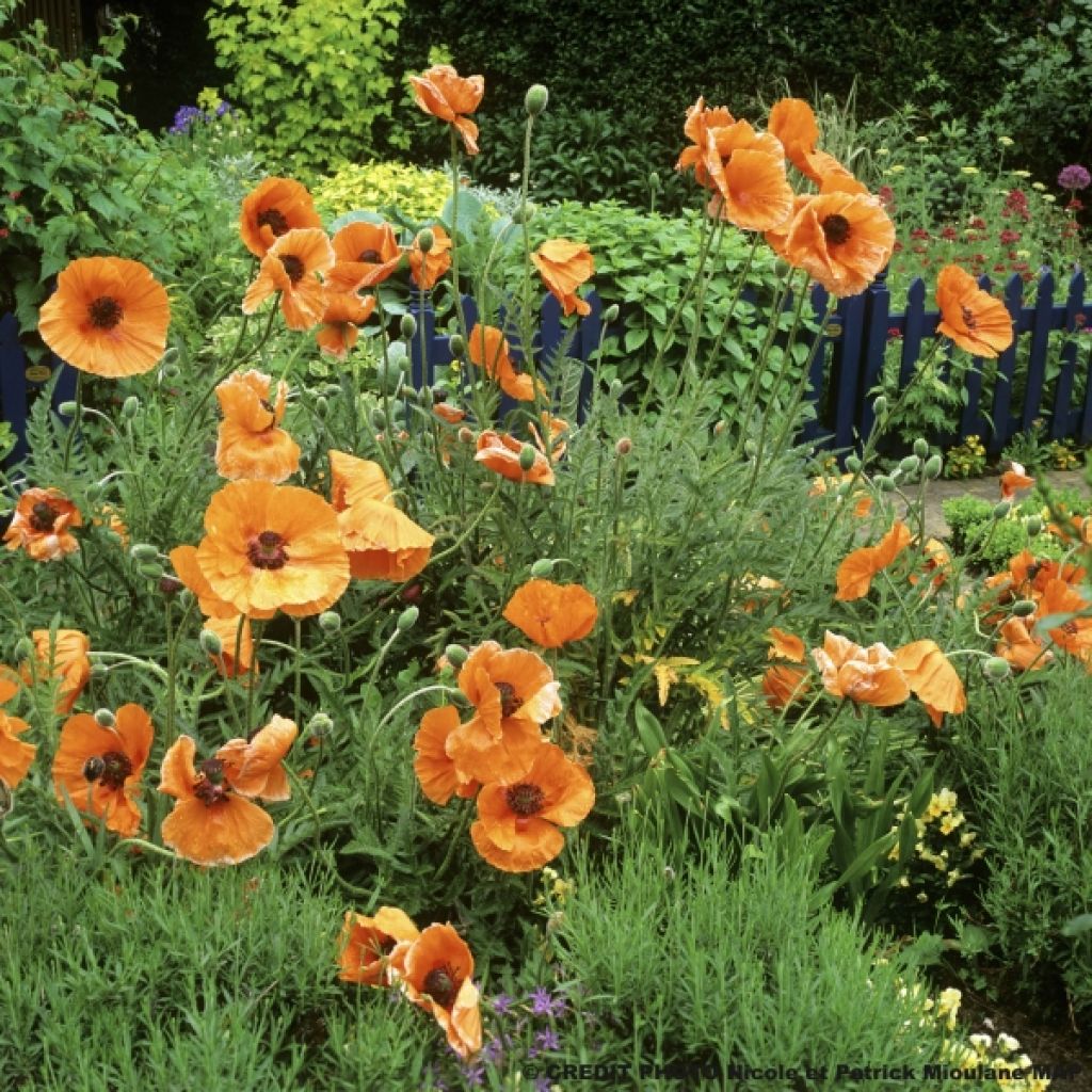 Orientalischer Mohn Harvest Moon - Papaver orientale