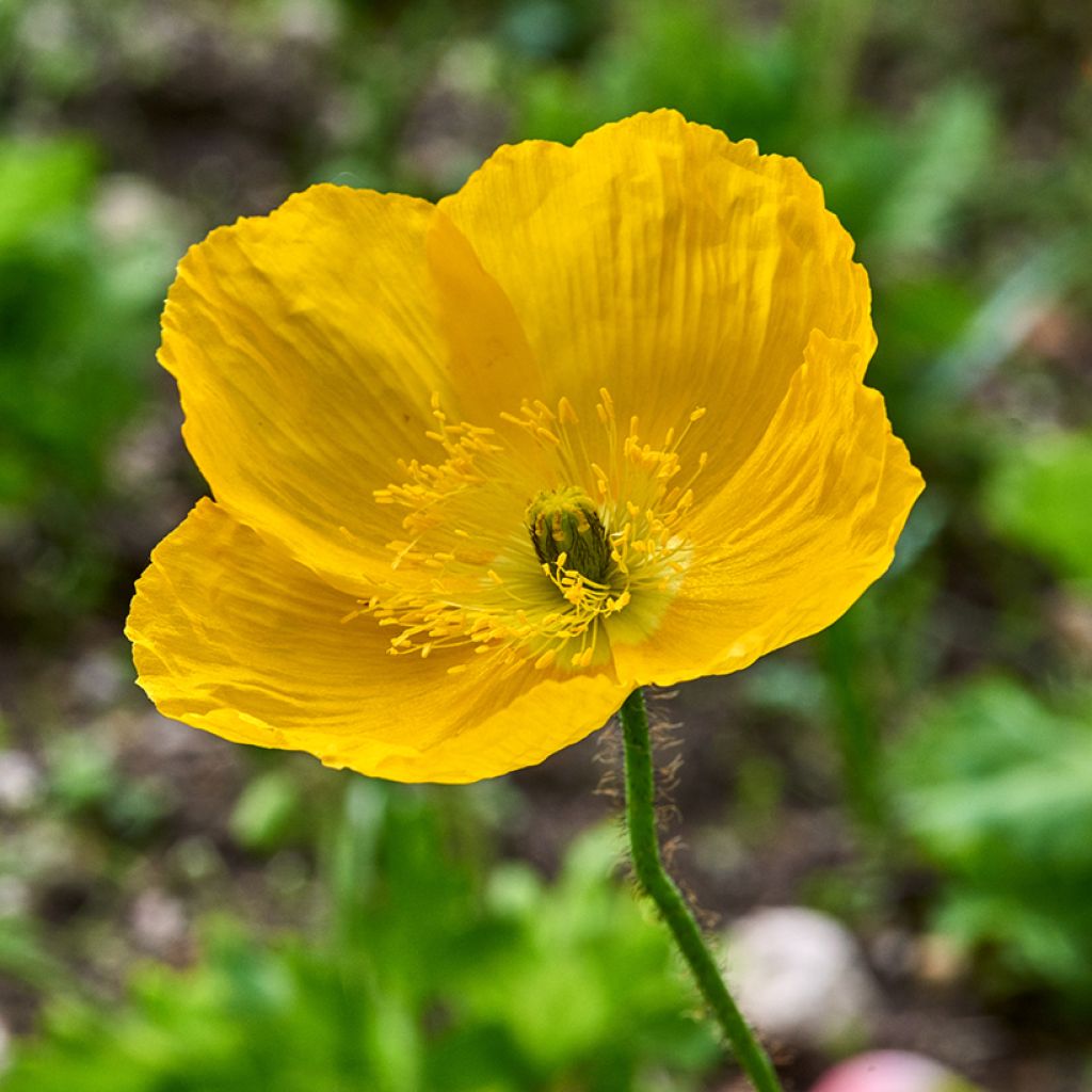Meconopsis cambrica - Waliser Mohn