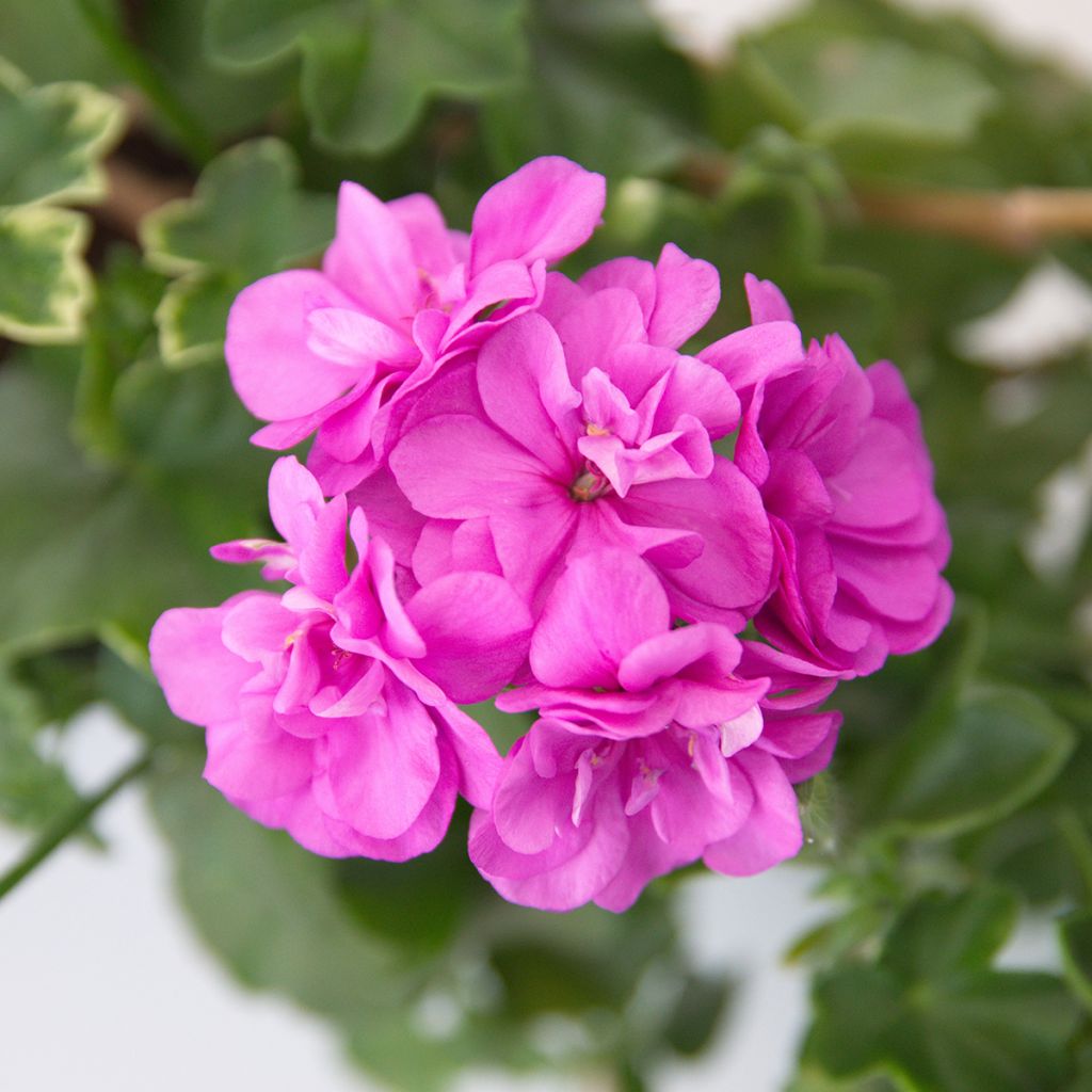 Hängegeranie Amelit - Pelargonium