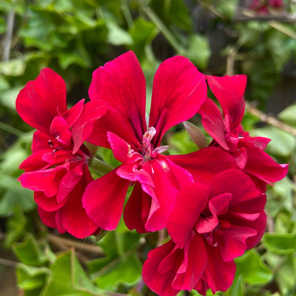 Hängegeranie Moonflair Red - Pelargonium