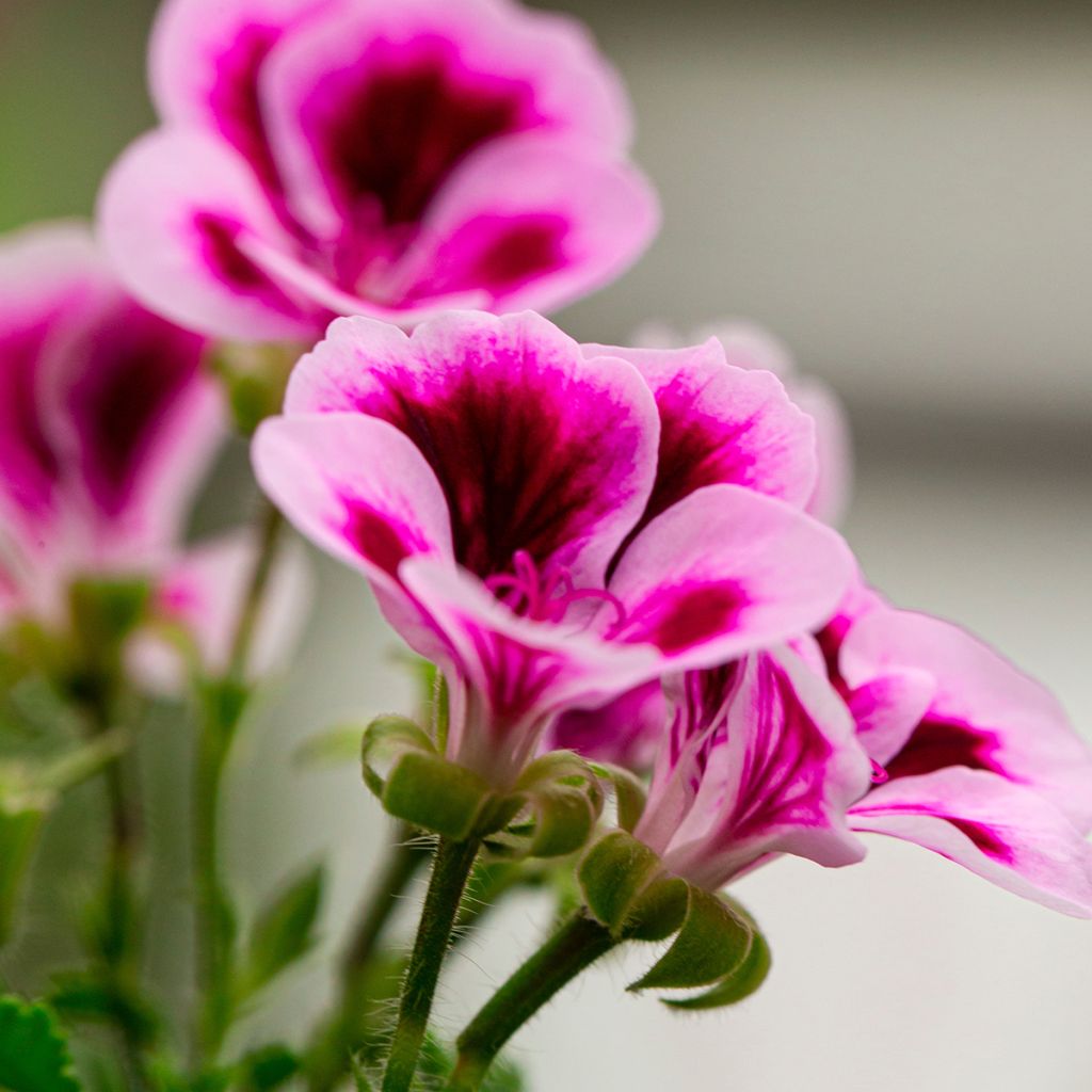 Englische Geranie Angel Eyes Blueberry - Pelargonium