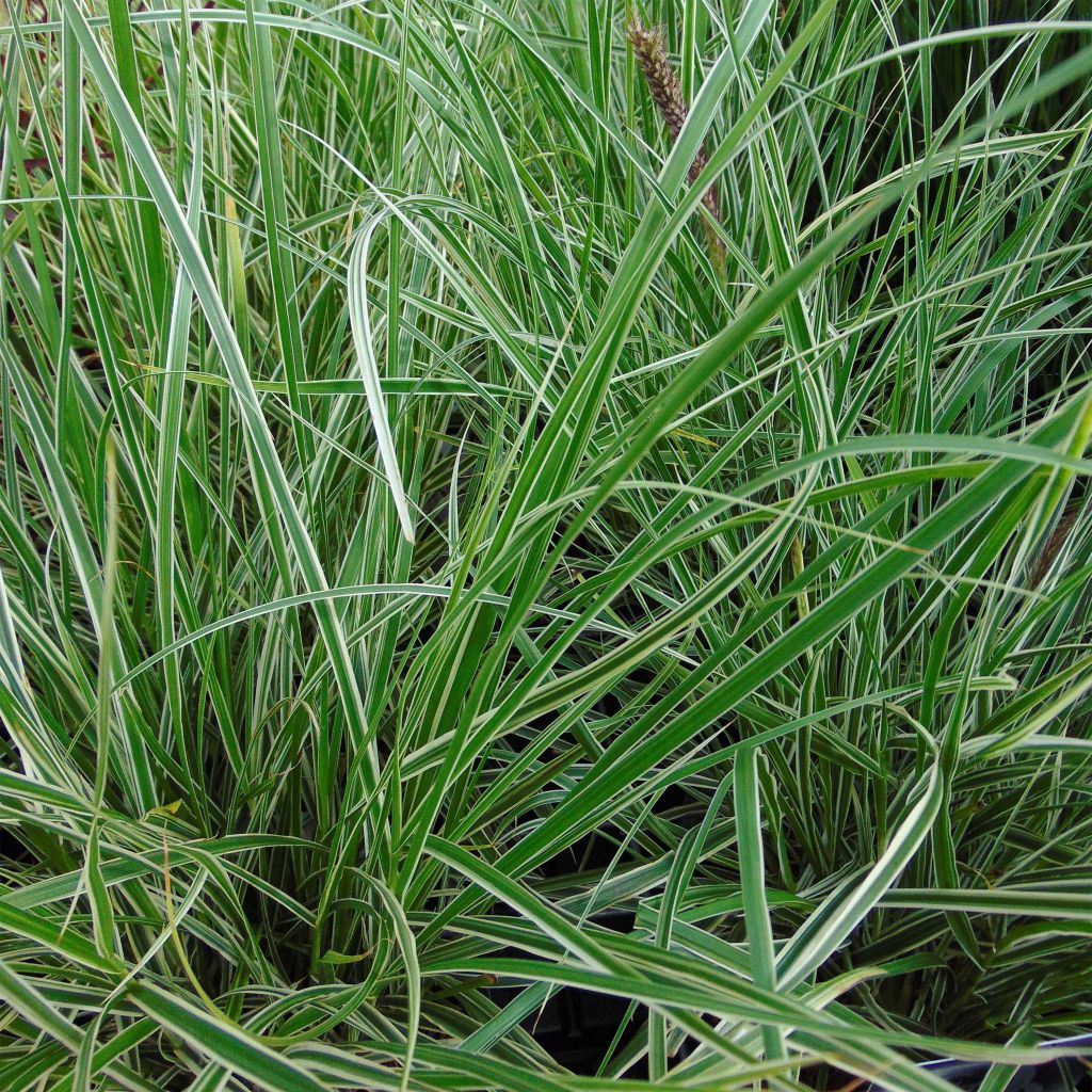 Federborstengras Skyrocket - Pennisetum advena
