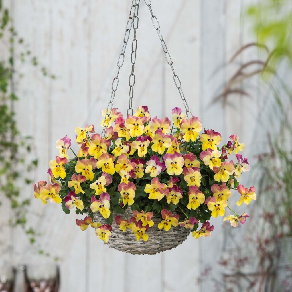 Pensée retombante Cool Wave® Pink Yellow Bicolore Mini-motte - Viola wittrockiana