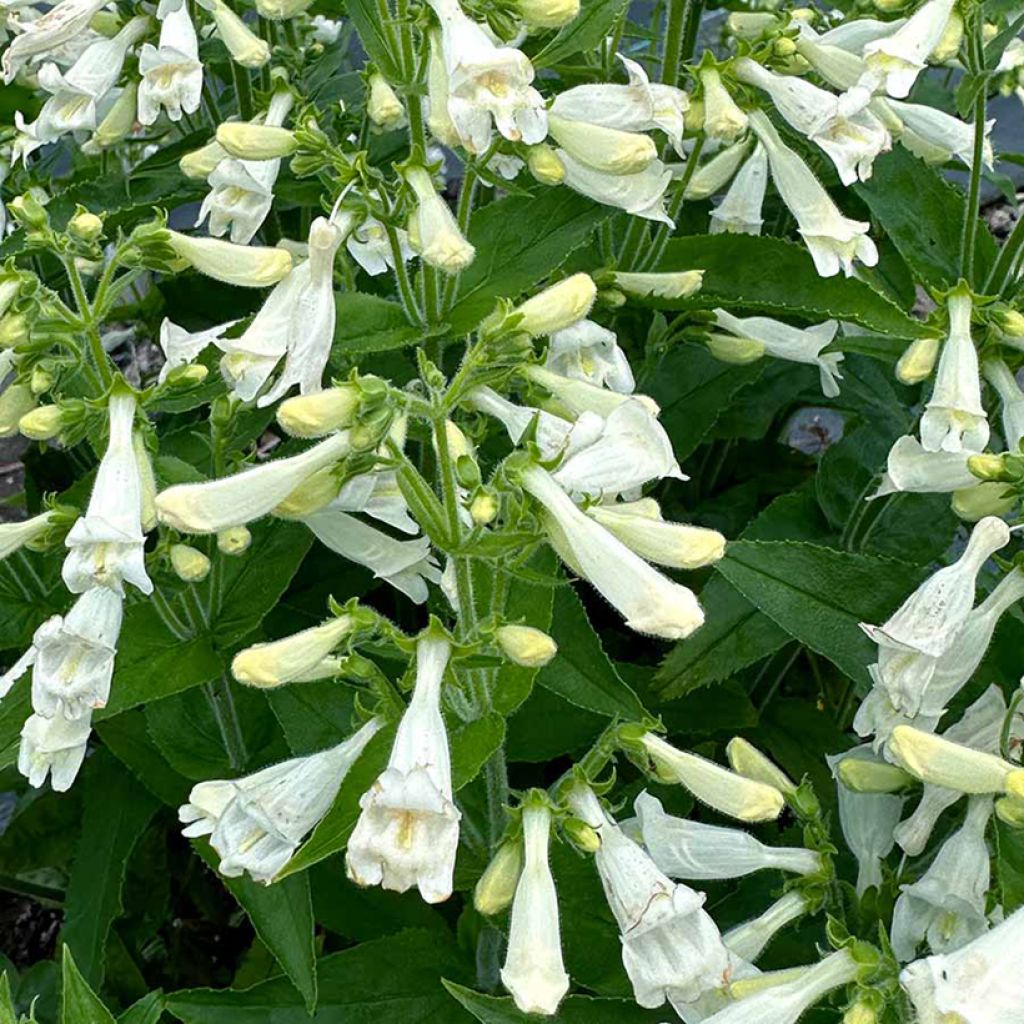 Penstemon Nova Pearl - Bartfaden