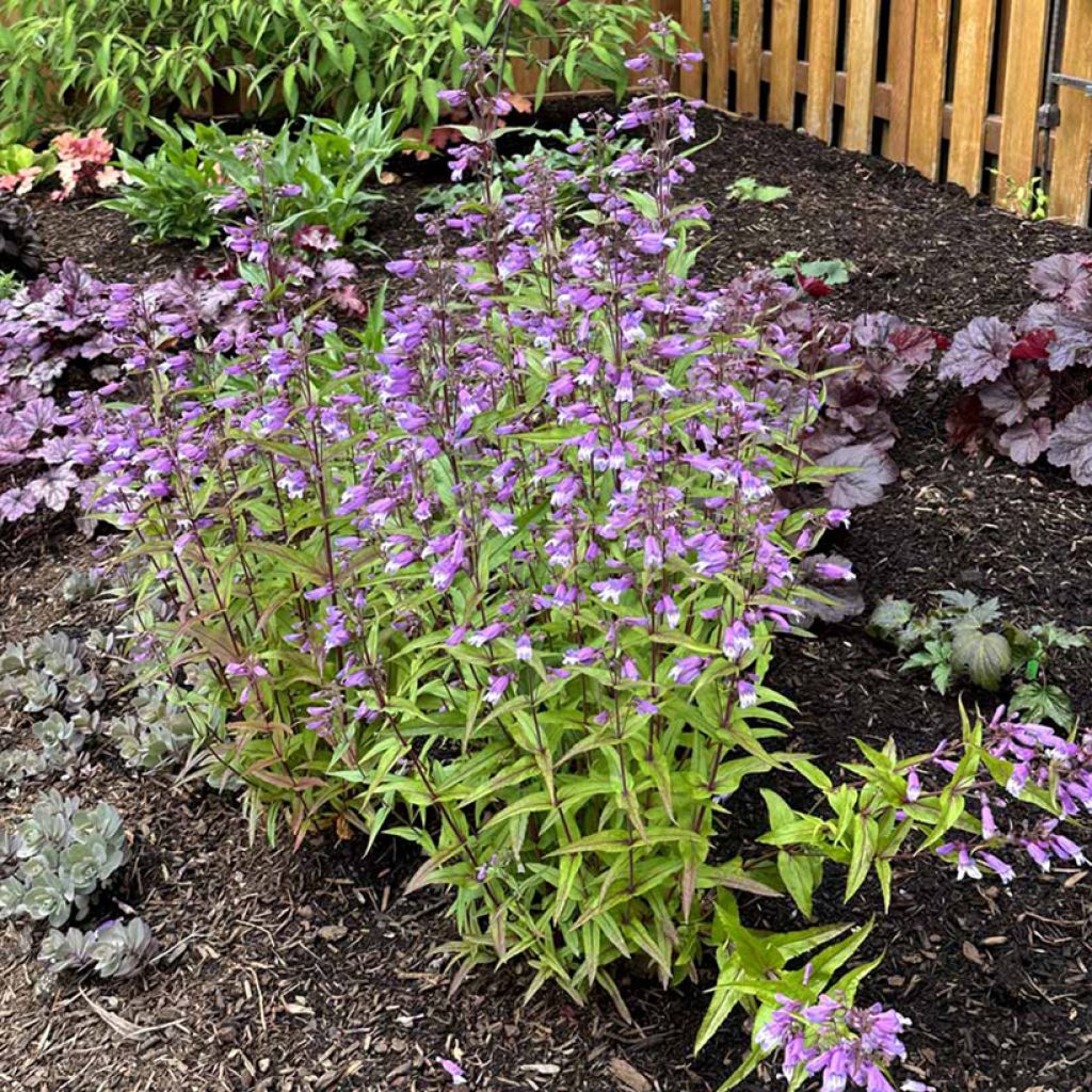 Penstemon Nova Twilight - Bartfaden