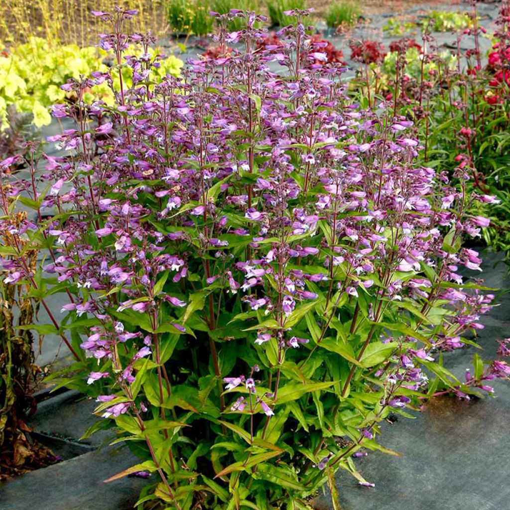 Penstemon Nova Twilight - Bartfaden