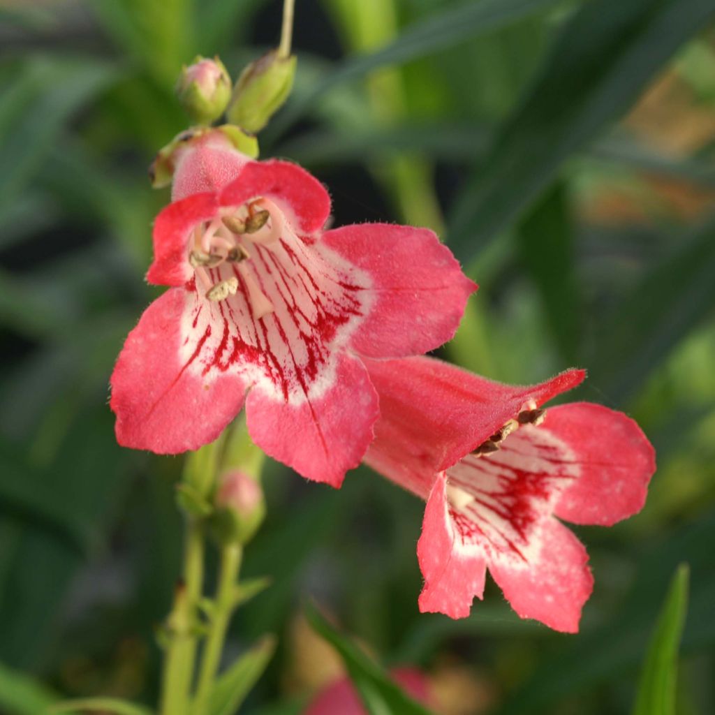 Penstemon Souvenir d'Adrien Régnier - Bartfaden