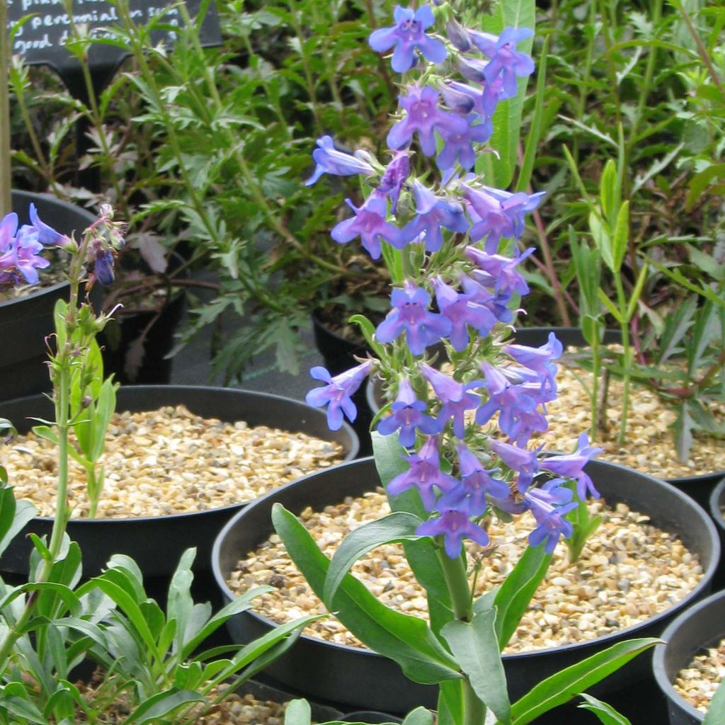 Penstemon mensarum - Bartfaden