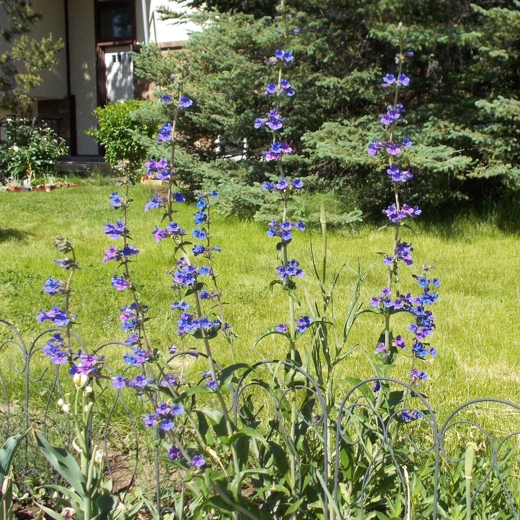 Penstemon mensarum - Bartfaden