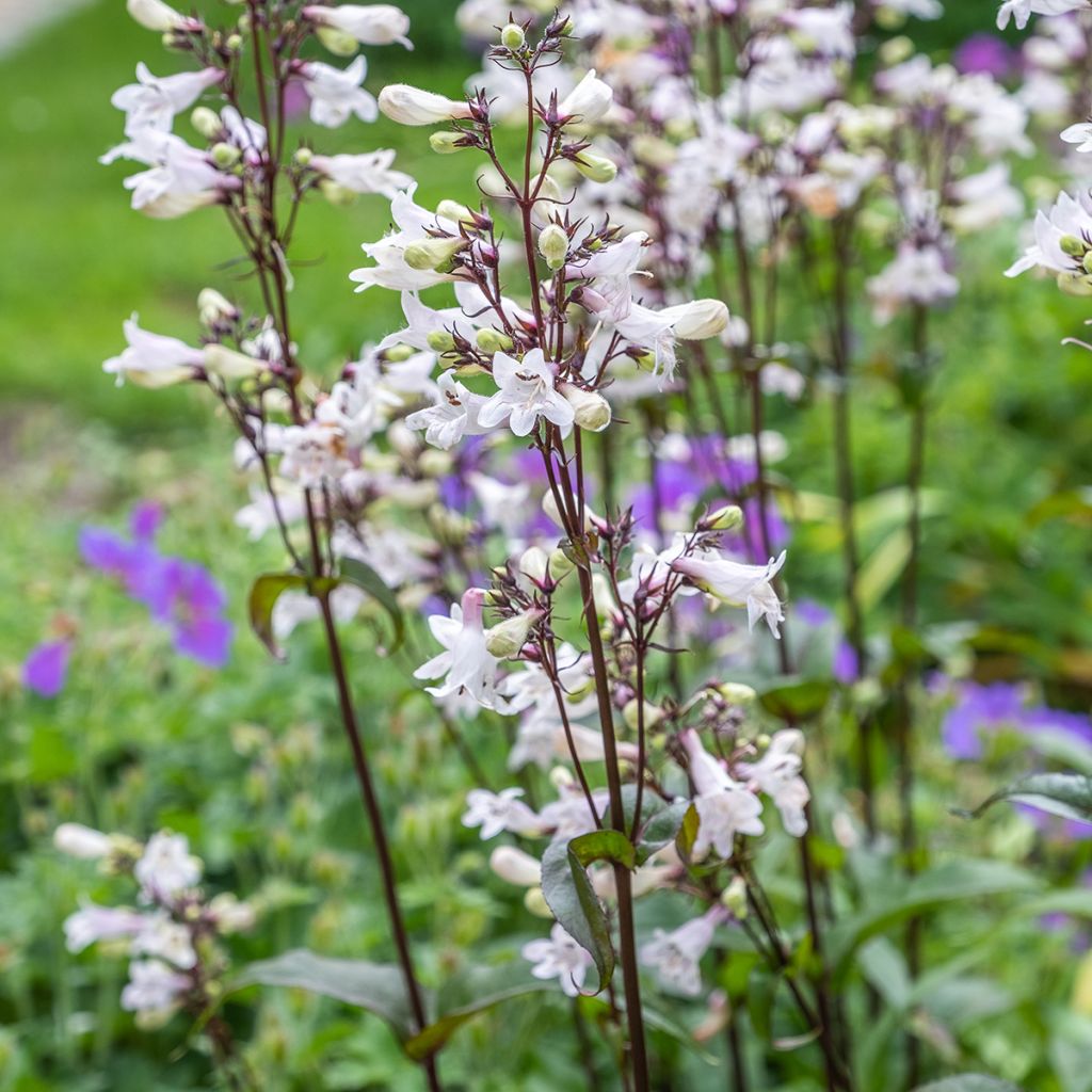 Penstemon digitalis Husker Red (Samen) - Fingerhutförmiger Bartfaden