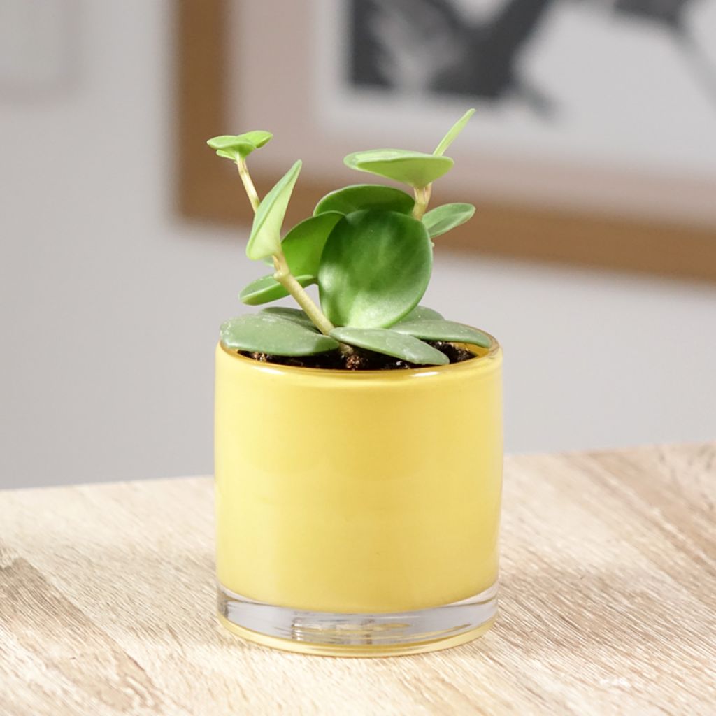 Peperomia Hope - Zwergpfeffer