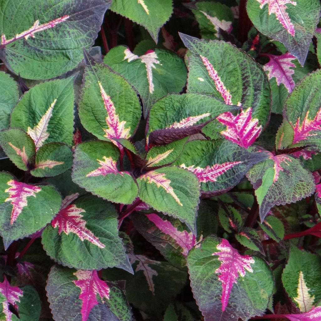 Schwarznessel Magilla Purple