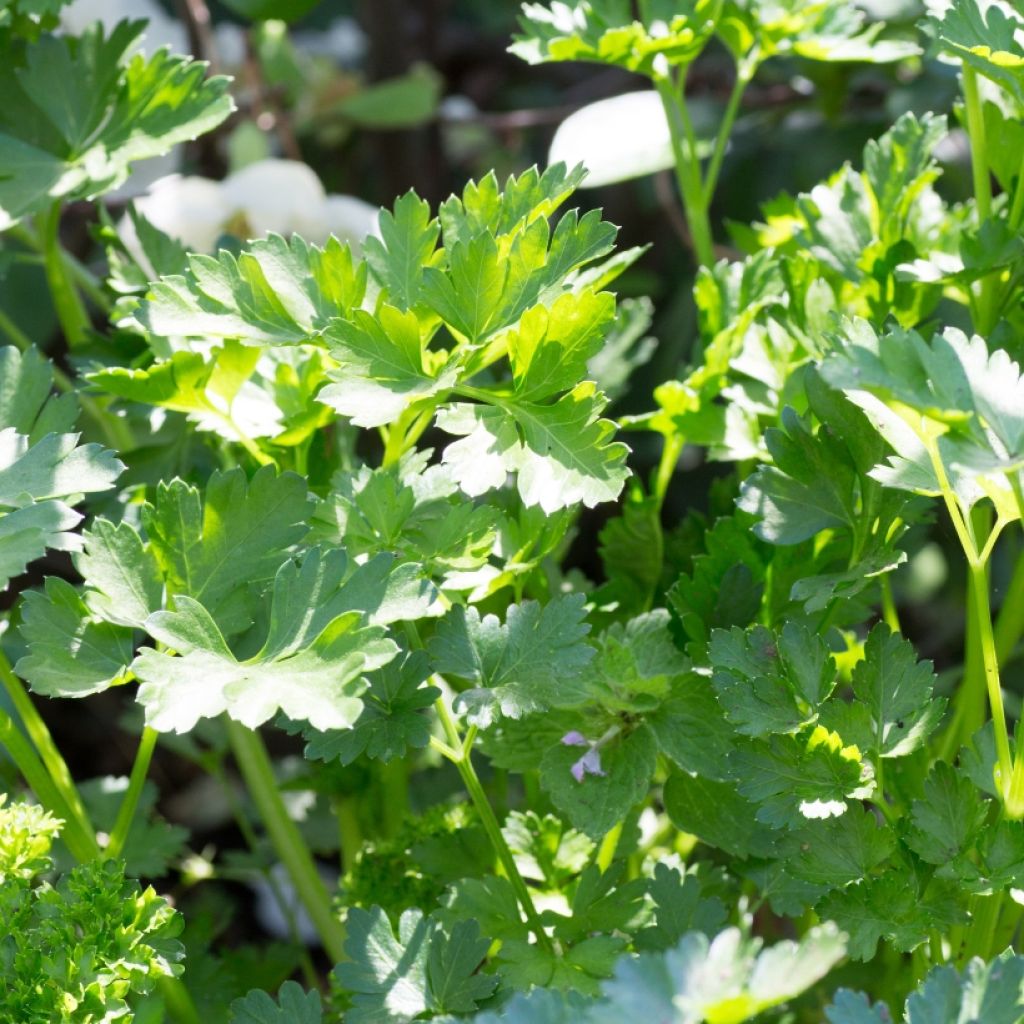 Petersilie géant d'Italie - Petroselinum sativum