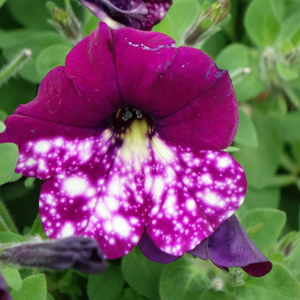 Petunia Splash Dance Magenta Mambo