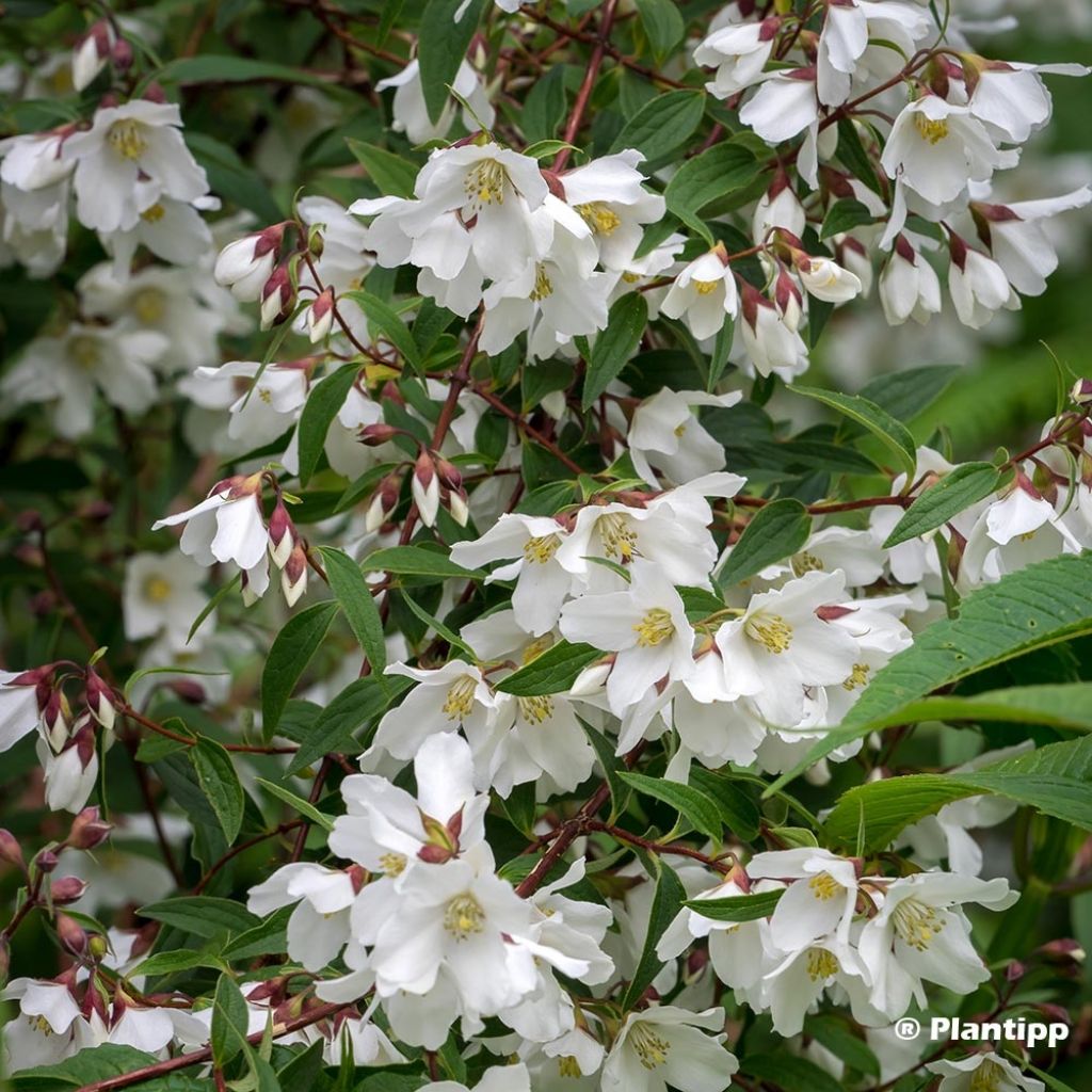 Philadelphus Dainty Lady - Seringat