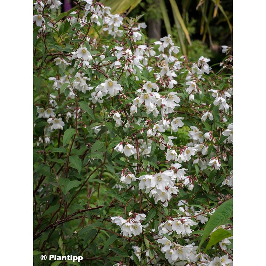 Philadelphus Dainty Lady - Seringat