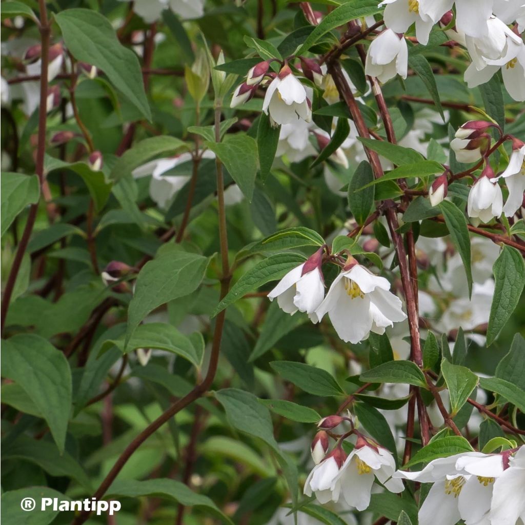Philadelphus Dainty Lady - Seringat