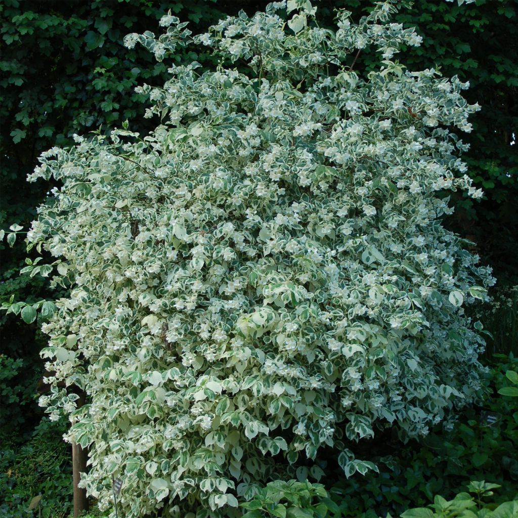 Europäischer Pfeifenstrauch Variegatus - Philadelphus coronarius