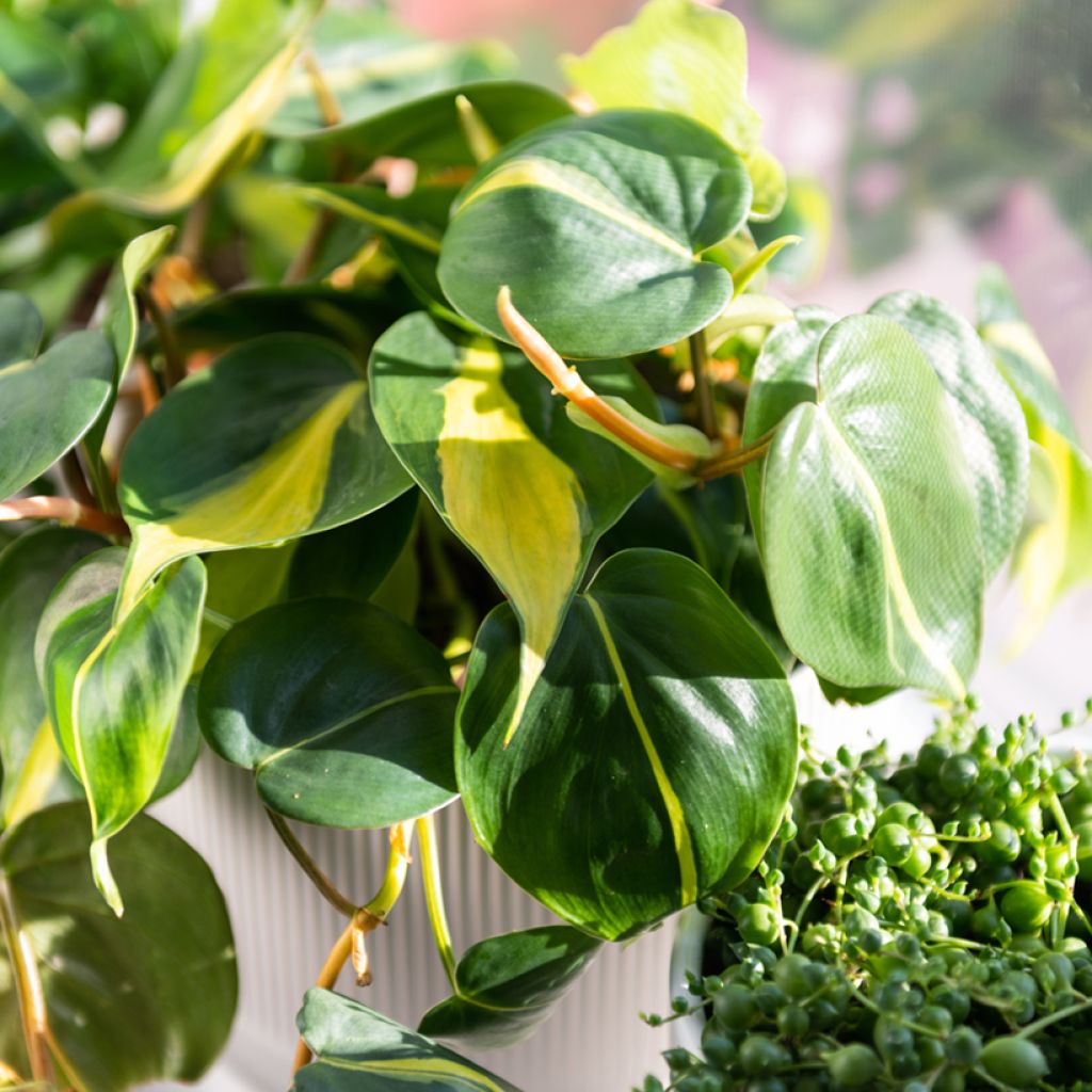 Philodendron scandens Brasil - Kletternder Philodendron