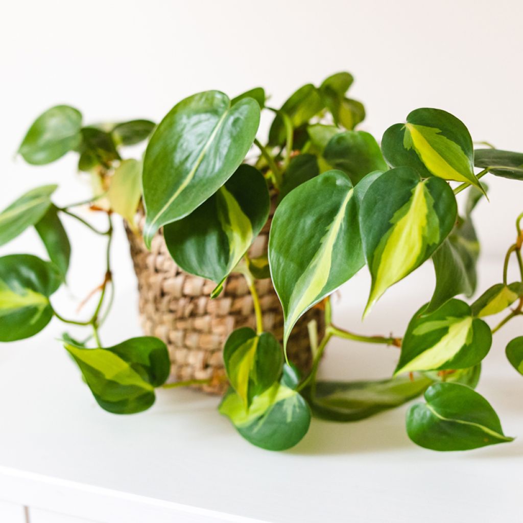 Philodendron scandens Brasil - Kletternder Philodendron