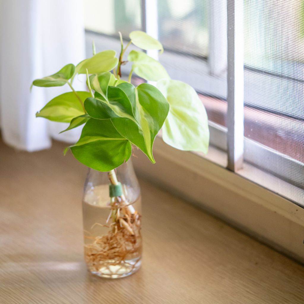 Philodendron scandens Brasil - Kletternder Philodendron