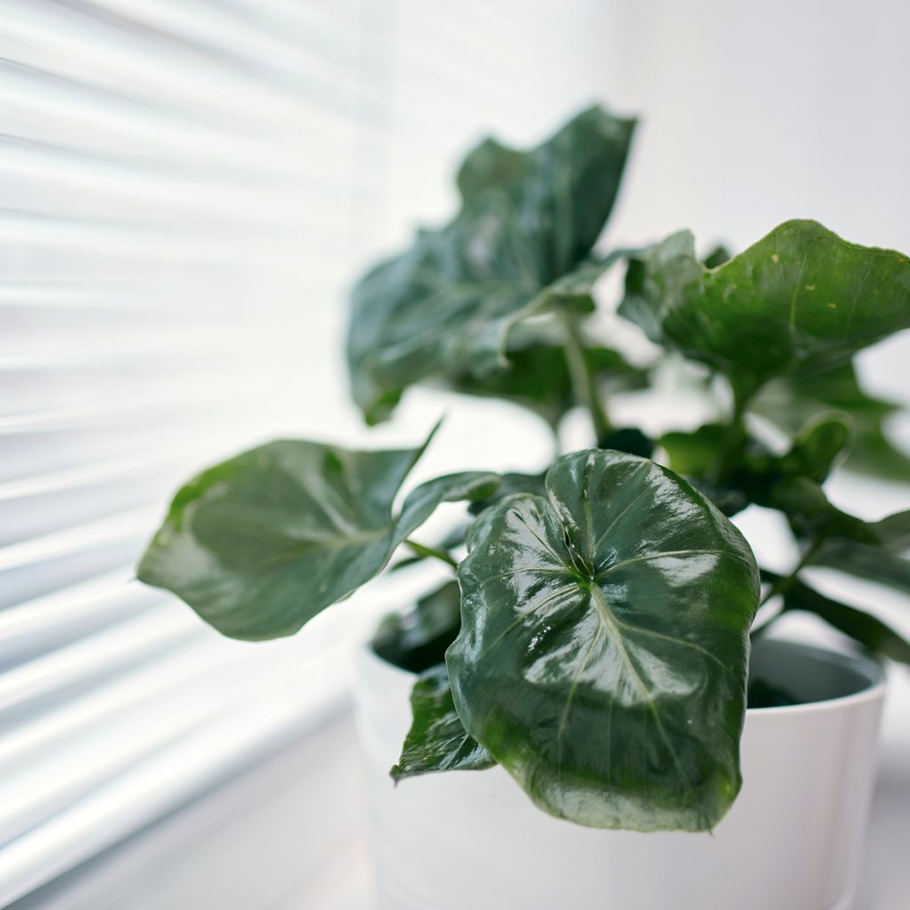 Philodendron Jungle (selloum x goeldii)