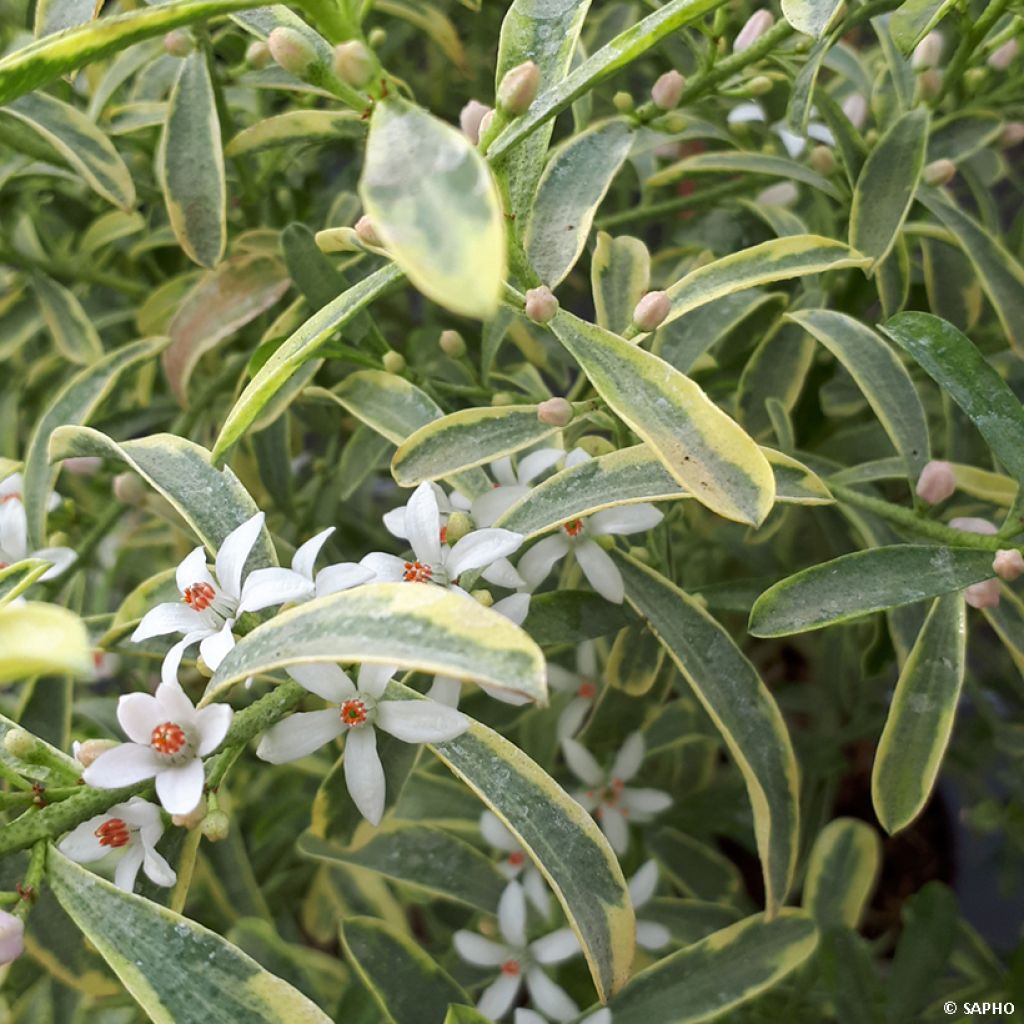 Eriostemon myoporoides Gold Touch - Langblättrige Wachsblume