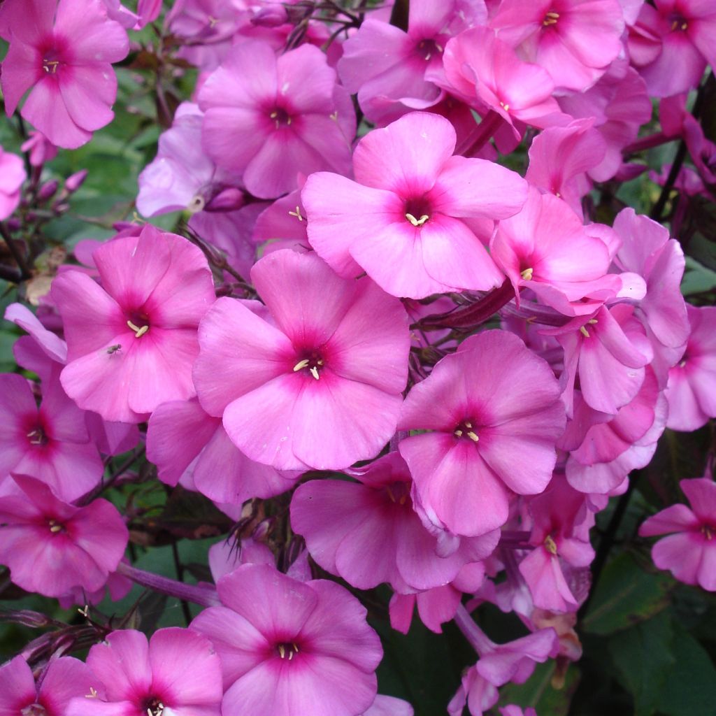 Hohe Flammenblume Amethyst - Phlox paniculata