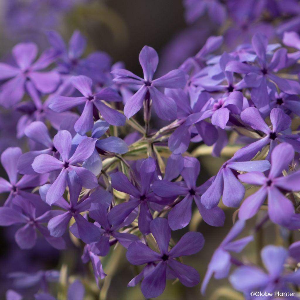Wald-Phlox Blue Ribbons - Phlox divaricata
