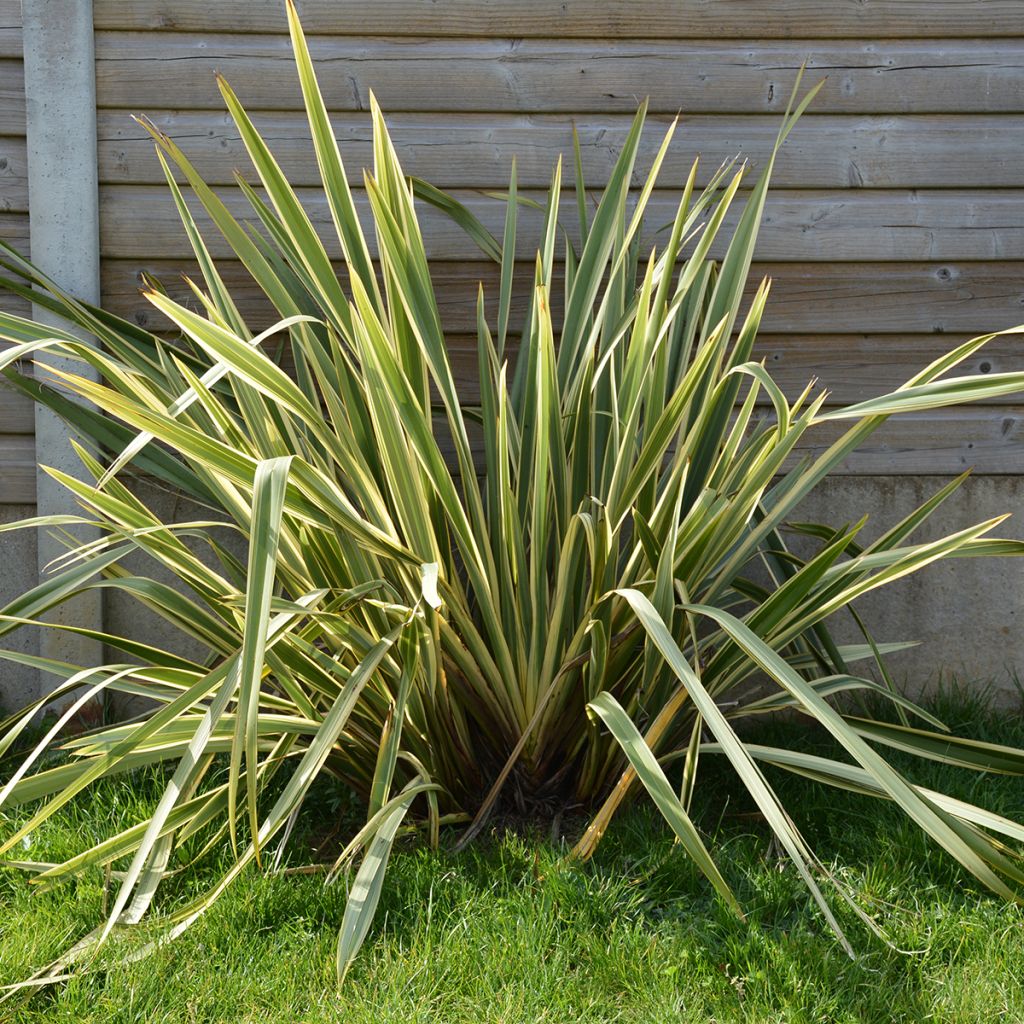 Phormium Duet