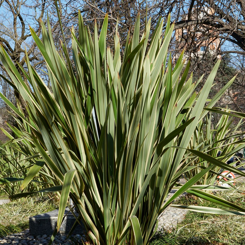 Phormium tenax (samen) - Neuseeländischer Flachs